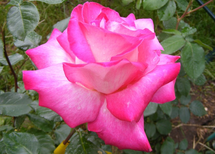 Rose Gaujard teahibrid elterülï szálas 100.120cm